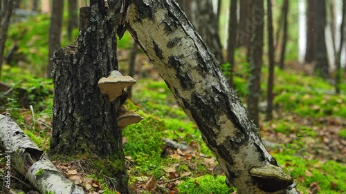 The chaga mushroom growing on a birch tree. Birch mushroom. Oblique tubular tinder (chaga). Birch chaga. Treatment, medicine, and health.
