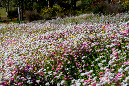Paper daisy, Rhodanthe Asteraceae, sunray or pink paper daisy a genus Australian plant, Spring background of Australian pink and white everlasting daisies, strawflowers and paper daisies