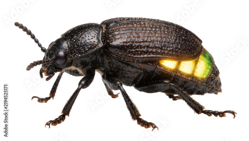 Принти на полотні Black beetle with glowing yellow and green abdomen segments, isolated on transpa