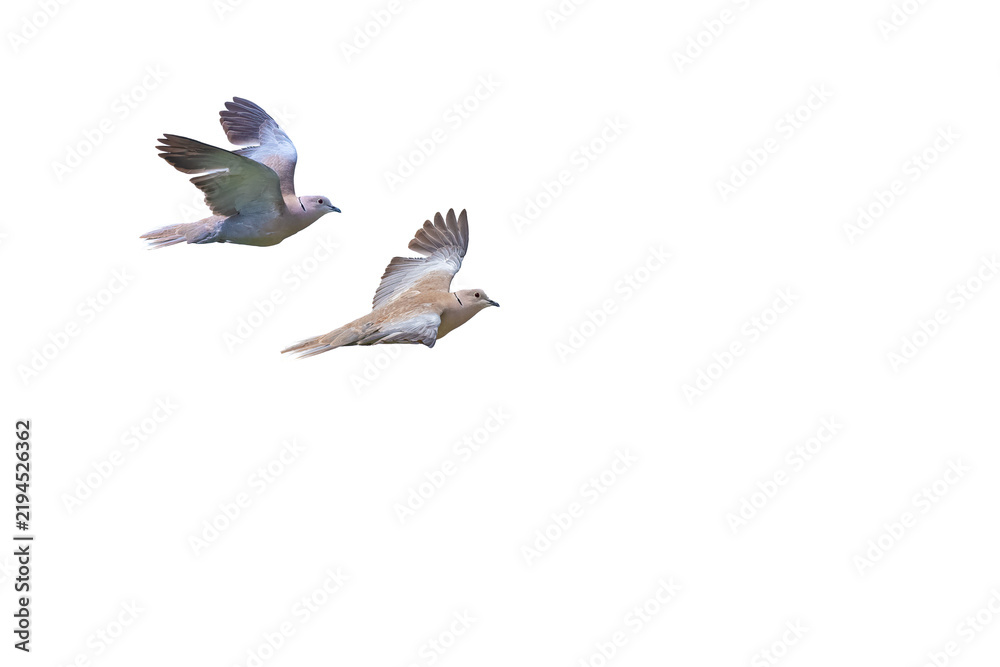 Obraz premium Two Eurasian Collared Doves flying in isolation against a transparent background, with their wings spread, showing dynamic movement and intricate details.