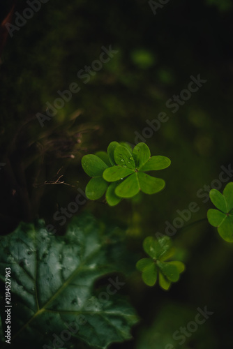 Cuadro en lienzo Close-up of fresh green clover leaves with soft focus and natural bokeh background, creating a delicate and atmospheric botanical scene