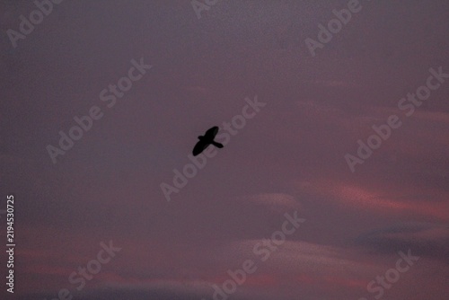 A lone bird silhouette glides across a pastel pink and purple evening sky, capturing a tranquil moment in nature. Perfect for themes of freedom, wildlife, serenity, and outdoor landscapes.