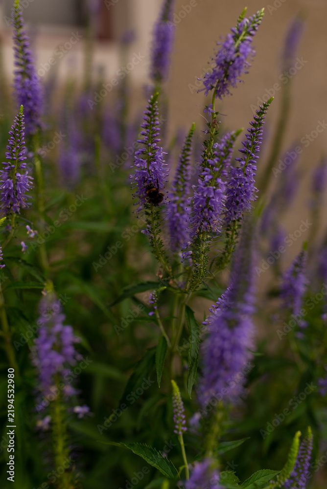 Fototapeta premium Close-up of purple flower spikes blooming in a summer garden with a bumblebee collecting nectar and a softly blurred background.