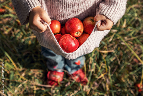 Foto The child is holding the hem of the sweater, which contains ripe red apples