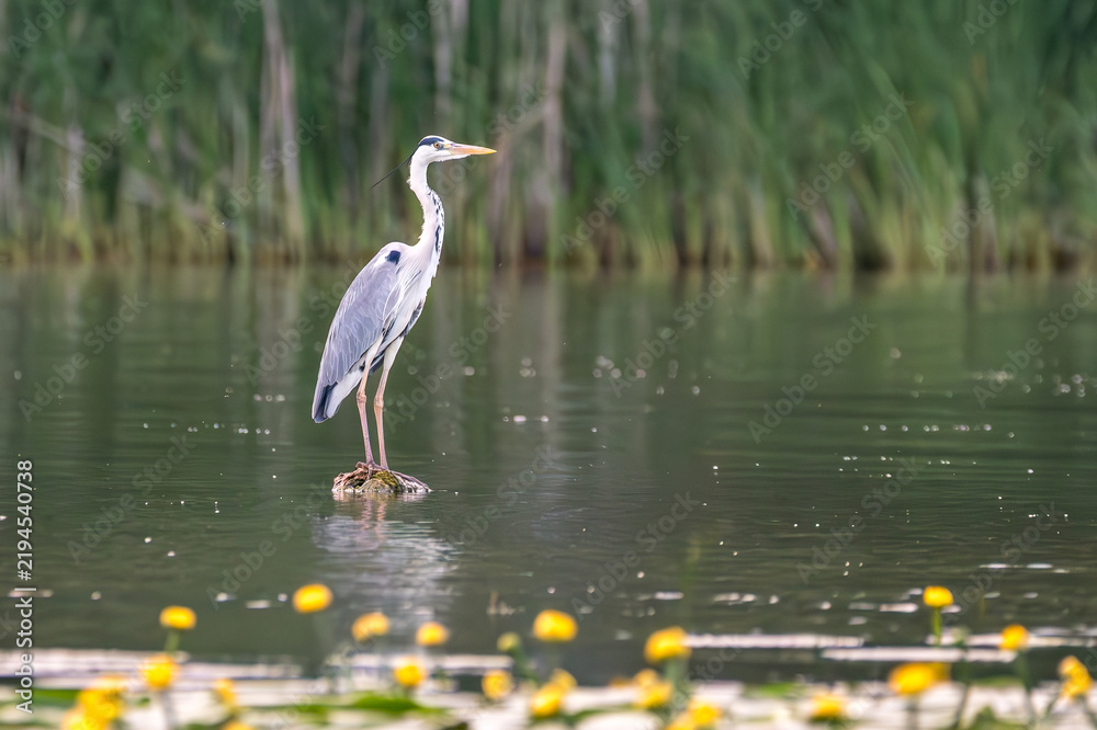 Obraz premium Grey heron at the beautiful Danube Delta, a famous landmark of Romania