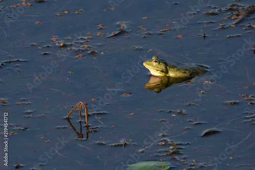Bild auf Leinwand Green frog at the beautiful Danube Delta, a famous landmark of Romania