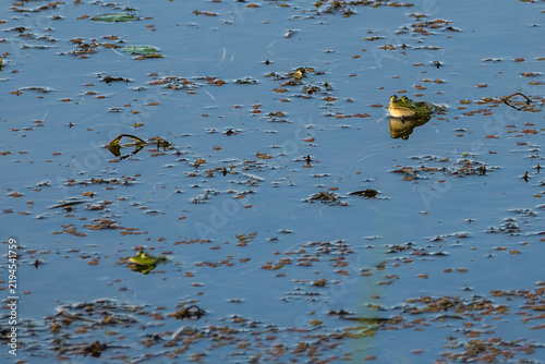 Fotografie Green frog at the beautiful Danube Delta, a famous landmark of Romania