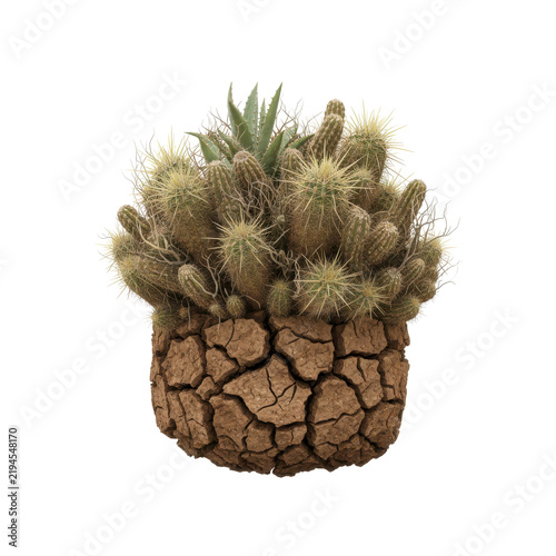 Various Small Cacti and Succulents in Dry Cracked Pot
