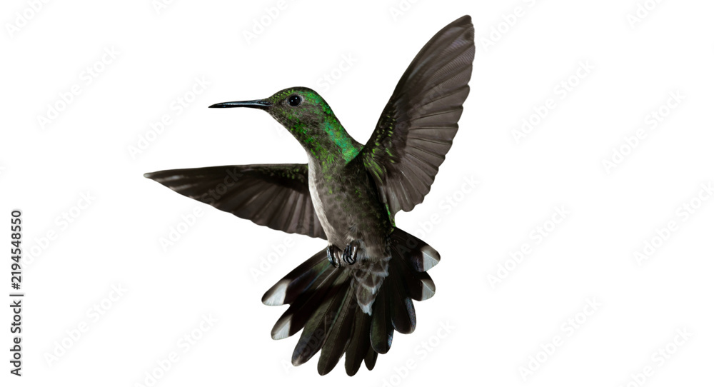 Obraz premium Flying Green Hummingbird in Motion PNG Cutout