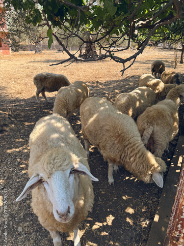 Cuadro en lienzo Flock of sheep rests in the shade of a tree on a dry, sunny day