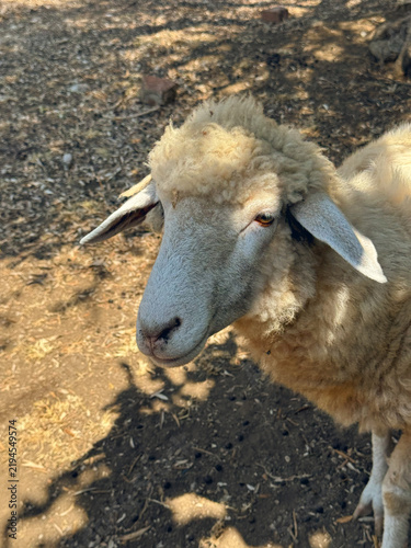 Fotografía Close-up of a domestic sheep standing outdoors on dry ground