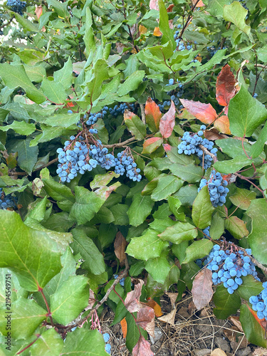Bild auf Leinwand Clusters of ripe blue berries grow on an Oregon grape shrub among spiky green le