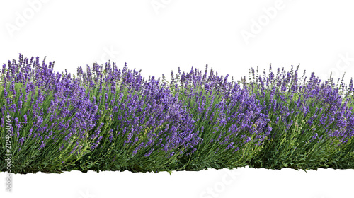 Bild auf Leinwand Isolated beautiful purple lavender plants in bloom, fragrant aromatic flowers growing in a garden