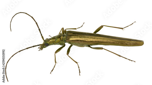 Obraz na płótnie Isolated metallic green longhorn beetle with long segmented antennae on a studio