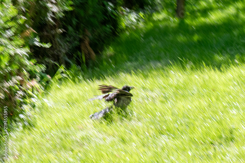 Bild auf Leinwand Action shot of a small bird spreading wings and taking flight from bright green summer grass with intentional camera movement and panning motion blur