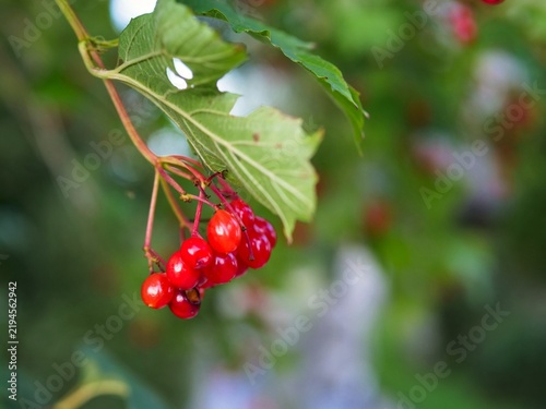 Obraz na płótnie Ripe red Viburnum opulus (Guelder rose) berries hanging on a branch, natural gre
