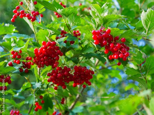 Obraz na płótnie Abundant clusters of ripe red Viburnum opulus (Guelder rose) berries growing on
