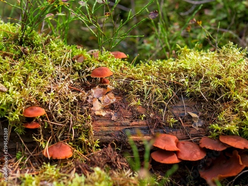Fotografía Wild fungi growing on a decaying mossy log representing decomposition and the na