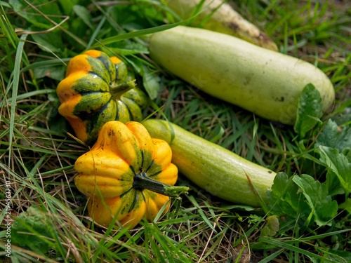 Принти на полотні Freshly harvested heirloom pattypan and pale summer squashes resting on natural