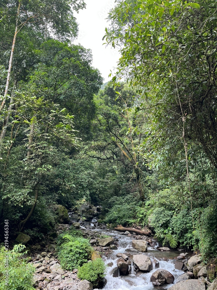 Fototapeta premium river in the forest