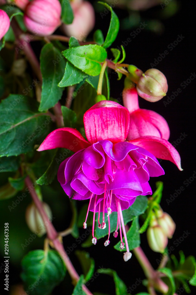 Obraz premium Macro view of Fuchsia hybrids flower (lady's eardrops, fuchsia magellanica, hummingbird or Hardy fuchsia)