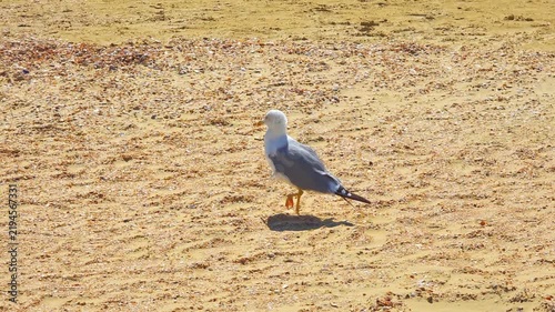 Seagull walking on sandy beach in sunny day, coastal wildlife, sea bird lifestyle, natural summer environment.