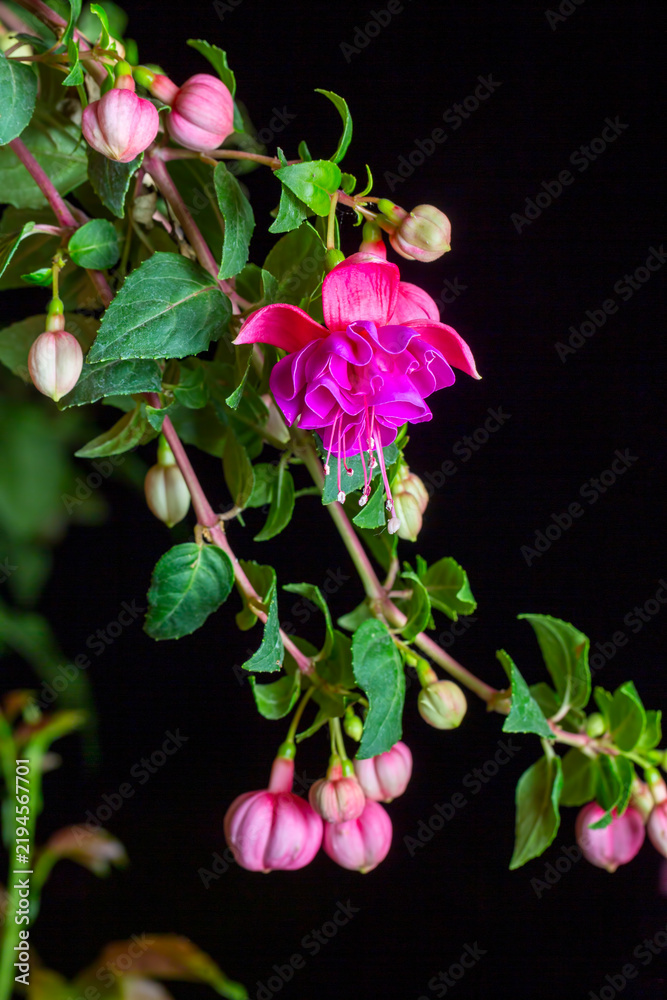 Obraz premium Macro view of Fuchsia hybrids flower (lady's eardrops, fuchsia magellanica, hummingbird or Hardy fuchsia)