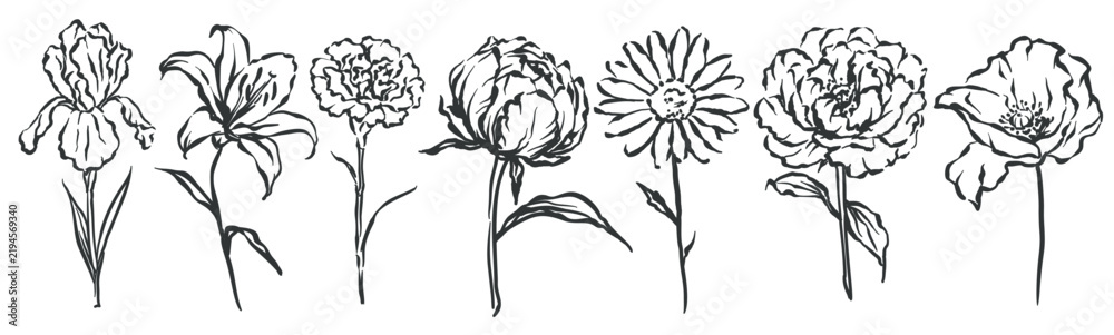 Obraz premium Flower set with iris, lily, carnation, peony, daisy and poppy drawn in expressive black ink lines. Cards, branding and print use this flower set in hand drawn sketch style, vector illustration.