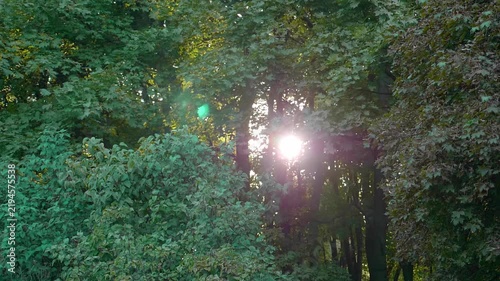 Sunlight rays streaming through lush green forest canopy in summer