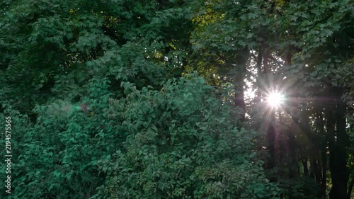 Sunlight rays streaming through lush green forest foliage in summer