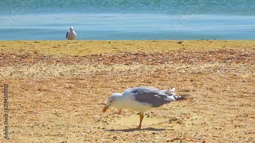 Seagull searching for food in sand on beach, coastal wildlife, bird behavior, sea coast environment.