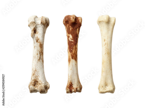 Three human long bones isolated on transparent background showing wear and staining for forensic and archaeological studies