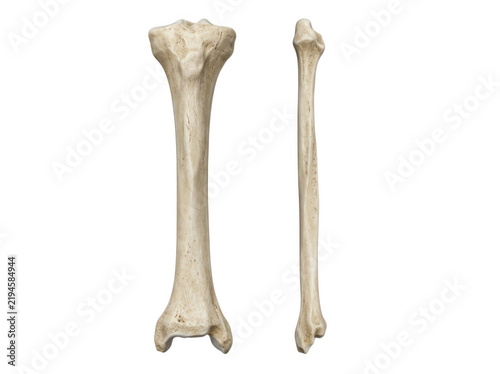 Human tibia and fibula bones isolated on transparent background viewed from multiple anatomical angles for clinical study