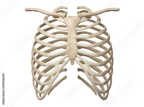 Human ribcage skeletal structure and sternum anatomy isolated on transparent background for medical