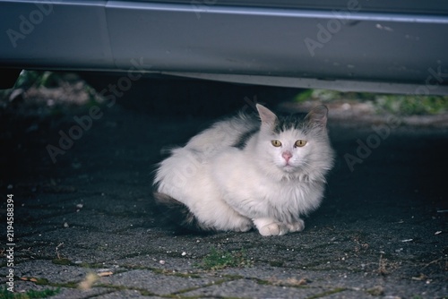 Bild auf Leinwand Sad, old stray cat hiding under a parked car and looking away
