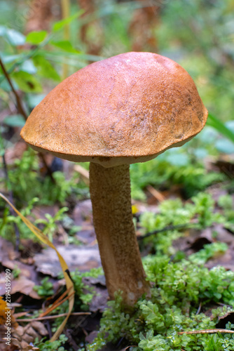 Bild auf Leinwand Wild brown cap mushroom leccinum growing in green forest