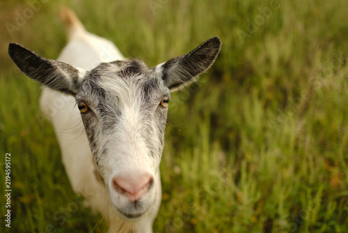 Obraz na płótnie Close up portrait of white goat looking at camera in green field on sunny day at