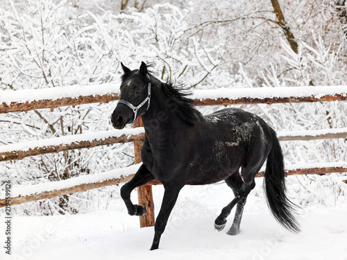 Black dressage horse portrait on winter farm  background