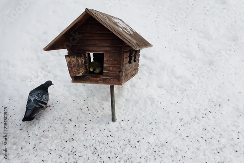 A house-shaped bird feeder; a tit inside is pecking at seeds. A pigeon on the snow near the feeder.