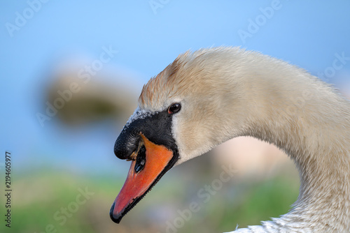 Bild auf Leinwand mute swan cygnus olor