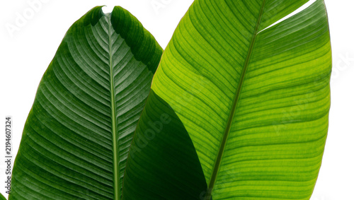 Foto Two large green banana leaves with prominent veins, isolated on transparent back