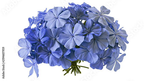 Cuadro en lienzo Bouquet of blue plumbago flowers, isolated on transparent background