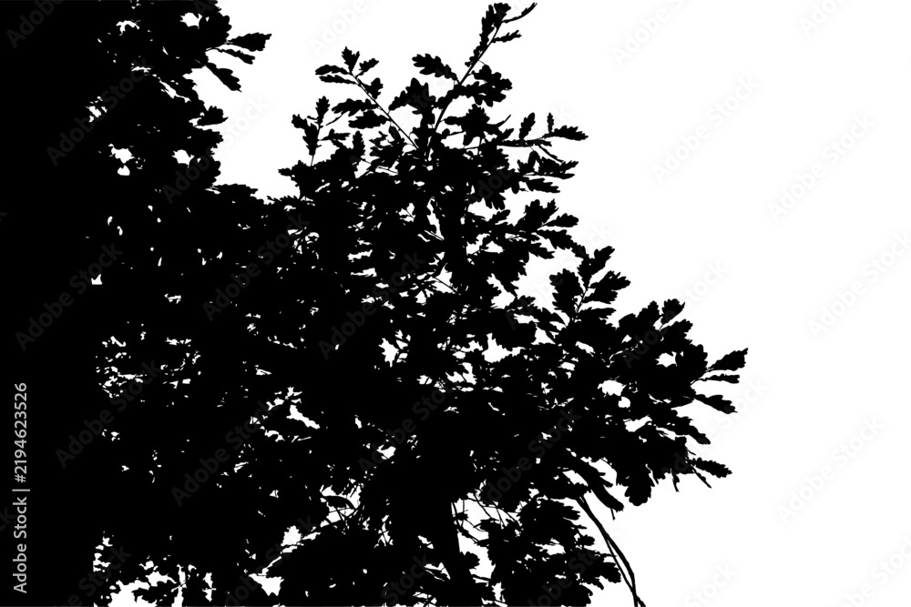 Fototapeta premium Vector. Illustration of an oak branch. Black and white silhouette.