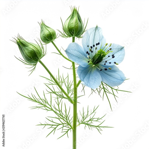 Black Cumin Nigella sativa Medicinal Plant. Isolated 