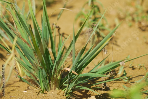 Tapety artystyczne Elytrigia repens