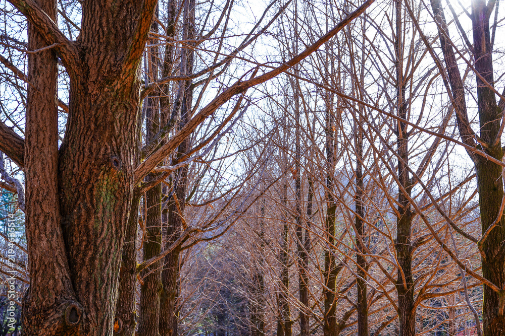 Fototapeta premium Metasequoia tree lane in winter Nami Island