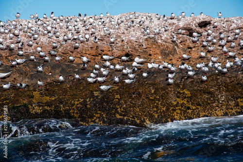 Bild auf Leinwand Sandwich Tern flock, Ria de Puerto Deseado, Santa Cruz Province, Patagonia Argentina