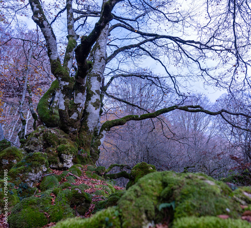 Fotografía Ancient mossy beech tree trunk low angle view in late autumn woodland forest