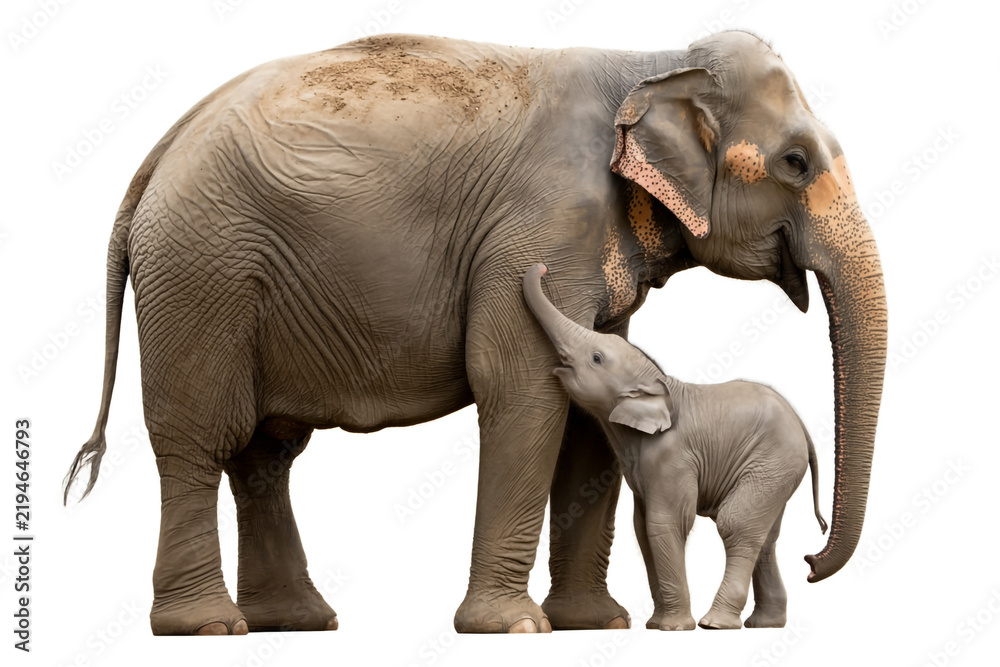 Fototapeta premium Adult and baby elephant standing closely together in white studio background with clean copy space