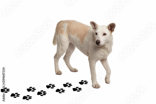 Creative white dog standing on clean white background with scattered paw prints